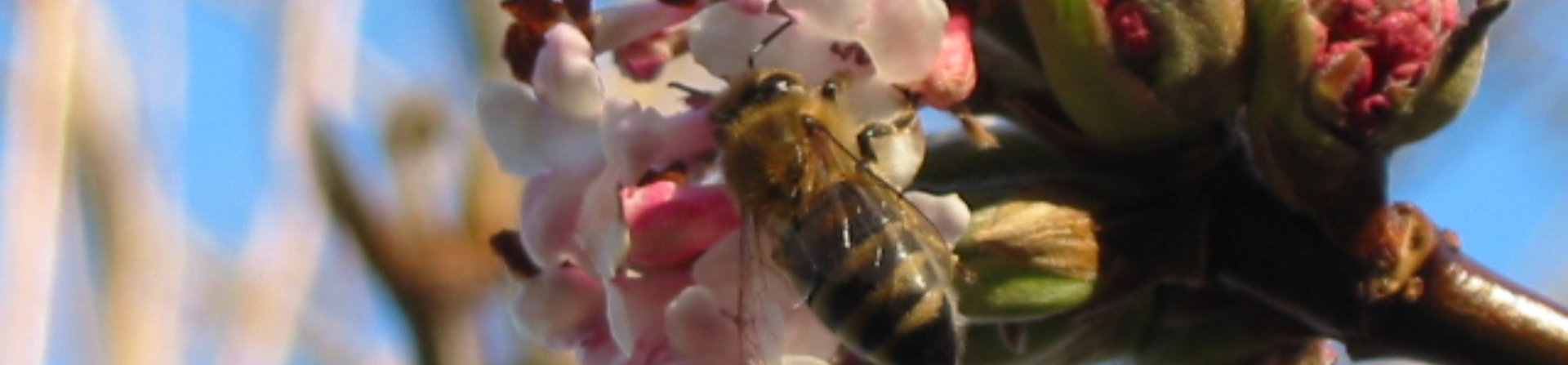 1920x447 Viburnum Blüte mit Biene 3.jpg