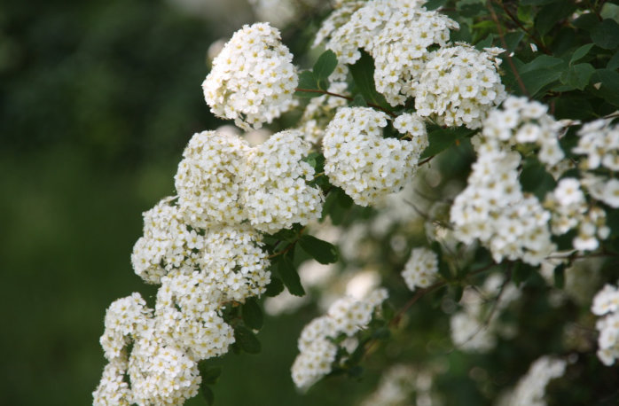 698x452 Spiraea.jpg