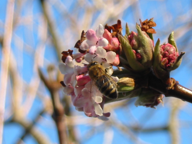 Viburnum Blüte mit Biene 3.JPG