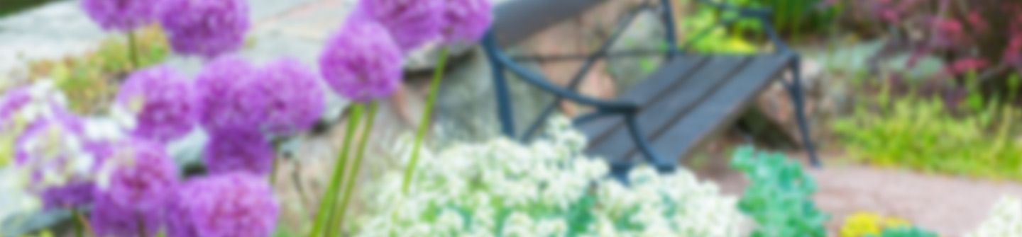 Allium full-width-home-blur.jpg
